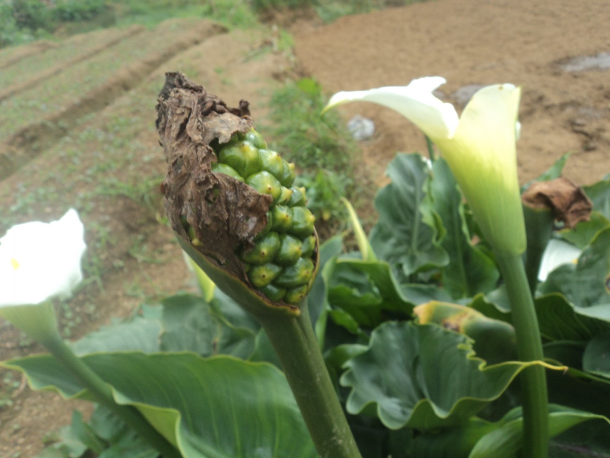 Zantedeschia aethiopica (L.) Spreng.